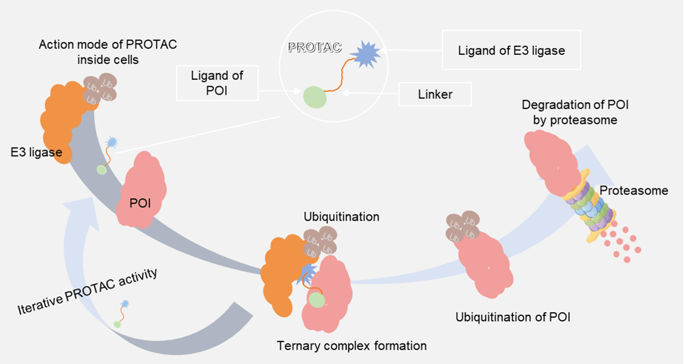 Overview figure summarizing flexible and relatively rigid PROTAC linker classes, their frequencies, timeline, and key characteristics.