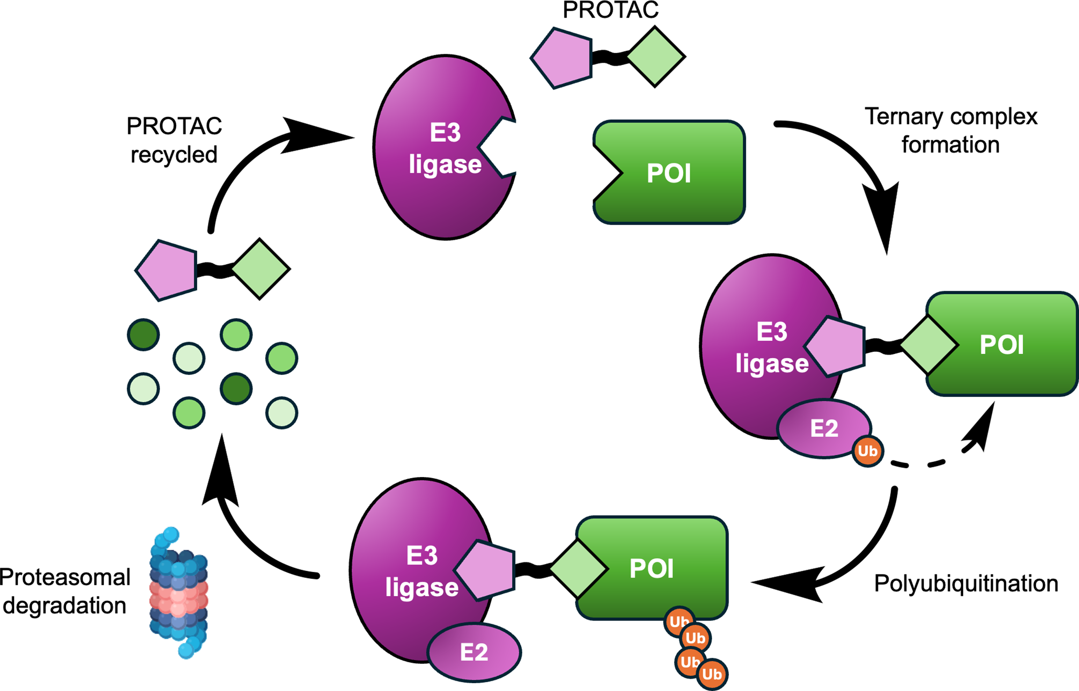 Schematic showing a PROTAC engaging a protein of interest and an E3 ligase, driving ternary complex formation, ubiquitination, proteasomal degradation, and PROTAC recycling.