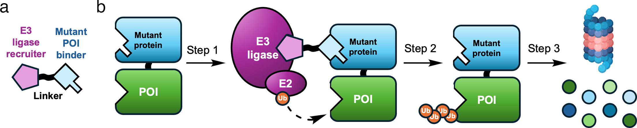 Examples of common PROTAC components and likely attachment vectors, including CRBN and VHL recruiters and representative target ligands.